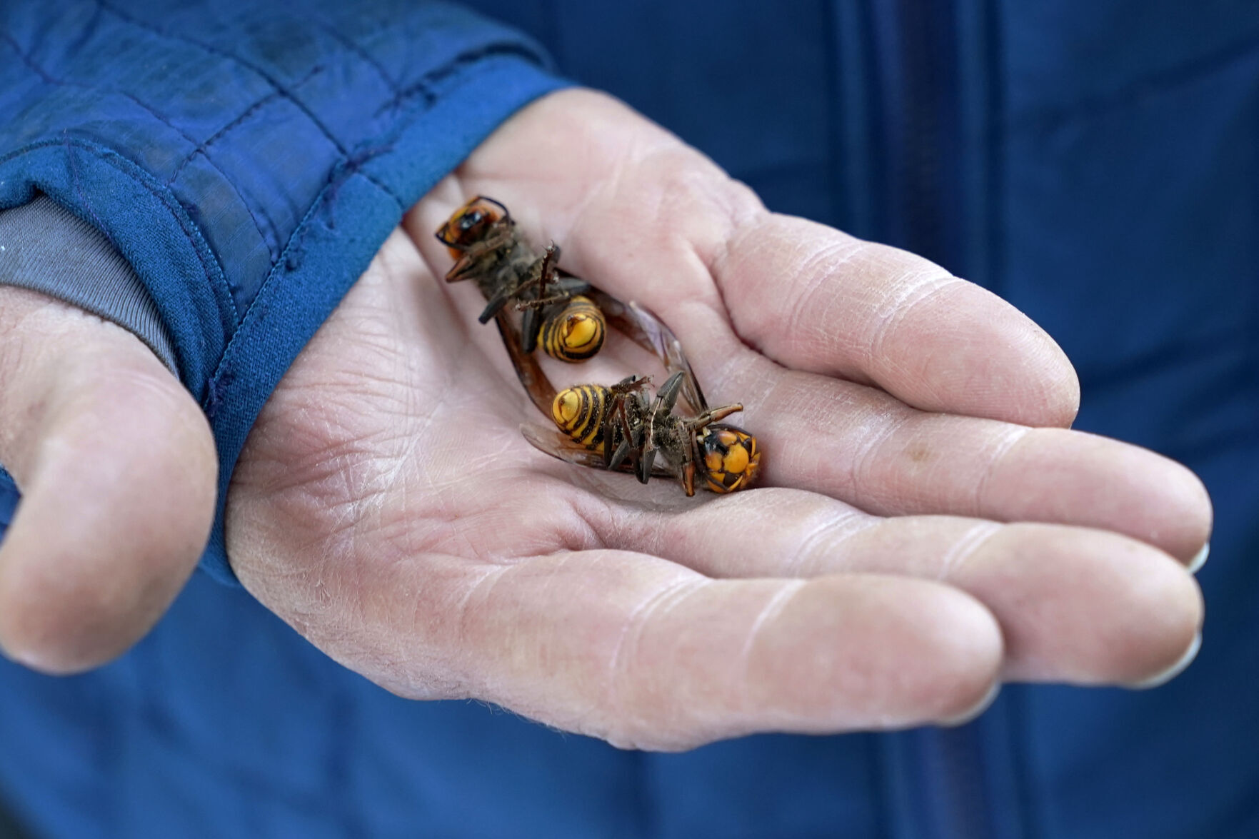 Murder Hornets